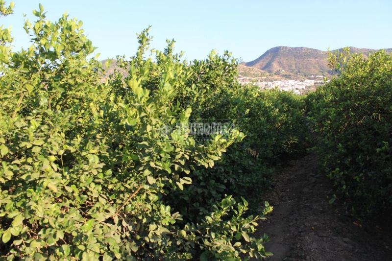 Foto b797c4aa-697b-4569-86fe-43cccc12abb9. Landgut in Cártama