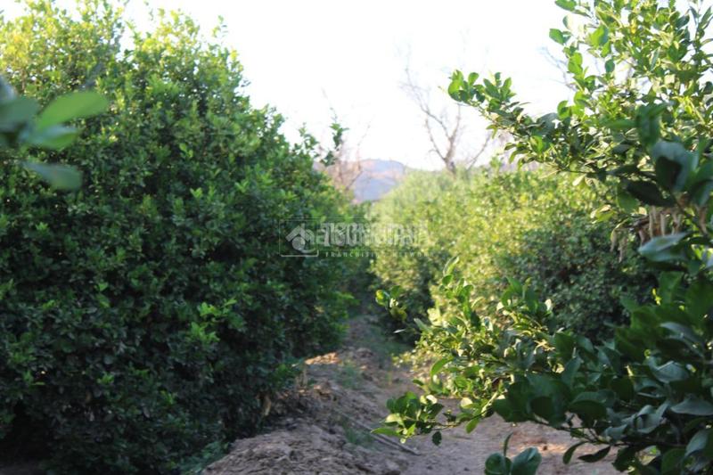 Foto e2aa874c-a99b-4e89-86b0-cd668efb0246. Landgut in Cártama