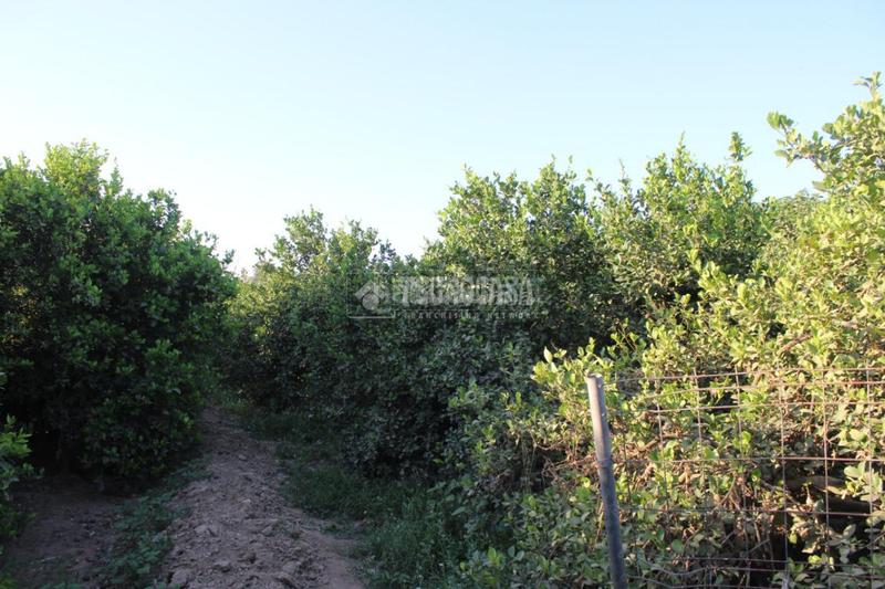 Foto f76dac02-2954-4318-a574-52b13468eecf. Landgut in Cártama