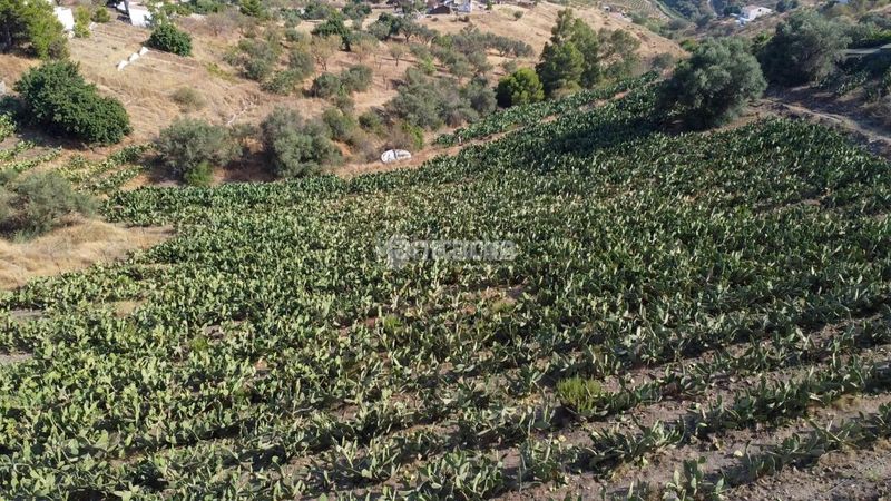 Foto 40d98f6c-a185-4c09-94bf-822aea594171. Finca rústica a Norte - Barrio del Pilar - El Reñidero Vélez - Málaga