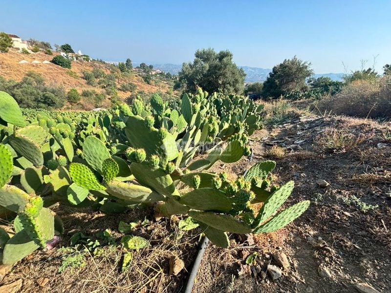 Foto a805829a-49d3-4618-8fd7-4f776d000ebd. Finca rústica a Norte - Barrio del Pilar - El Reñidero Vélez - Málaga