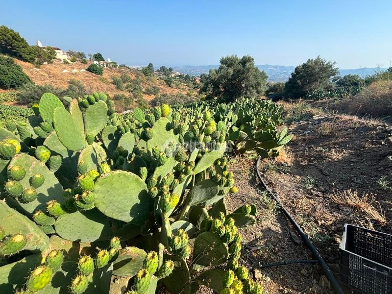 Foto c13743ba-436d-488b-b1e8-355b27fa7bee. Finca rústica a Norte - Barrio del Pilar - El Reñidero Vélez - Málaga