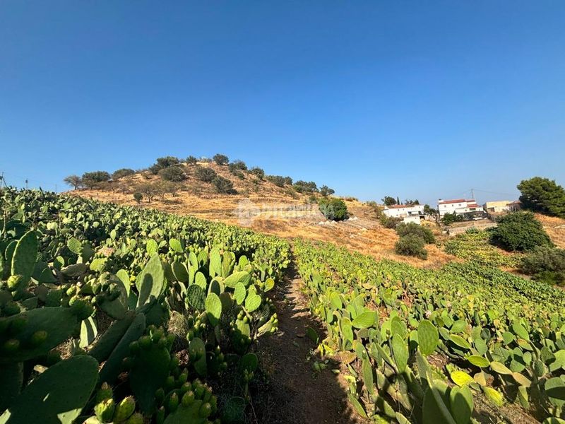 Foto ddfc0f61-599f-4fc6-b1ac-ec150cd68ef4. Finca rústica a Norte - Barrio del Pilar - El Reñidero Vélez - Málaga