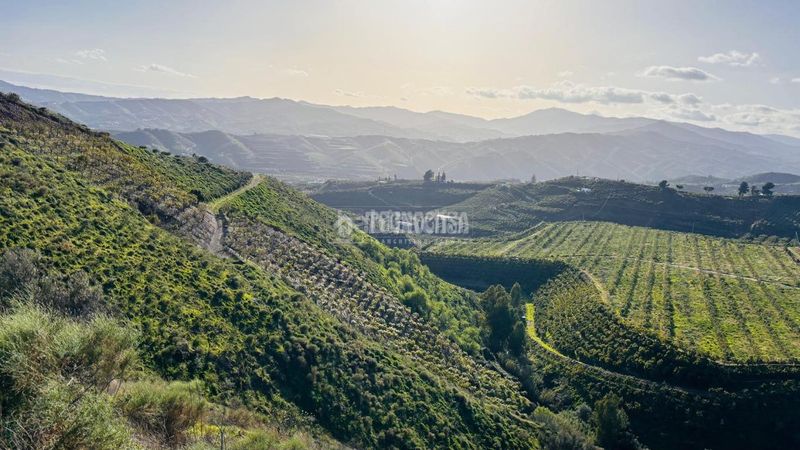 Foto 19fd7478-3c99-41c4-9b73-7cf494305afd. Finca rústica a Norte - Barrio del Pilar - El Reñidero Vélez - Málaga