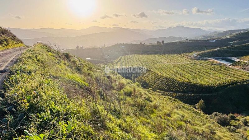 Foto a704c0c1-aa34-47a6-8bfe-4e9449244773. Finca rústica a Norte - Barrio del Pilar - El Reñidero Vélez - Málaga
