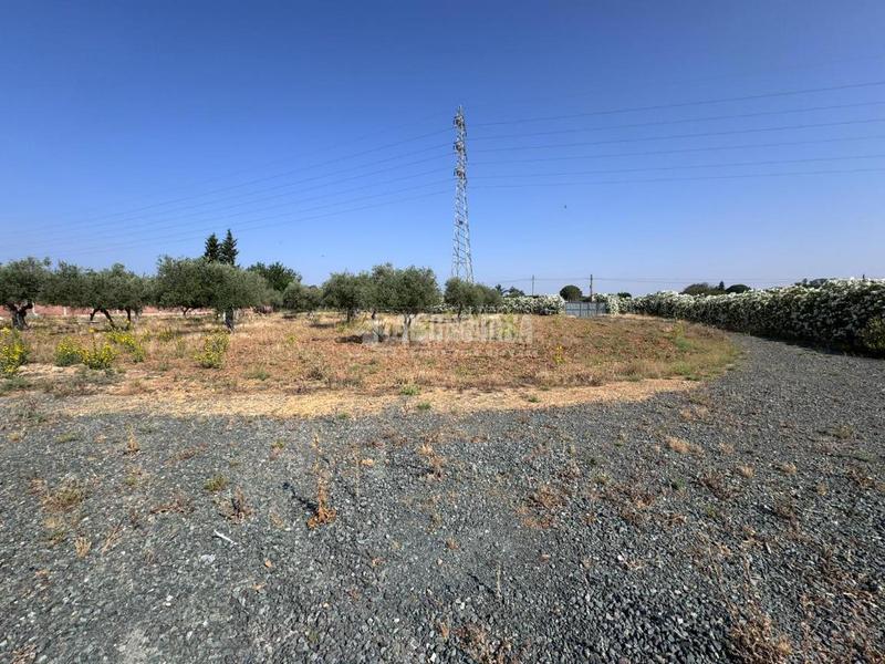 Foto 6941ed0f-d0a1-47dd-a6f1-77905332a264. Finca rústica terrenos en venta en Carmona