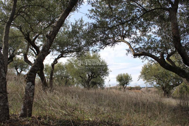 Foto 62914083-db63-47bf-9a48-5ea611f279b2. Residential plot in Santorcaz