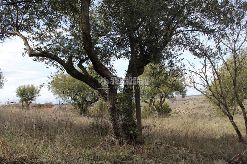 Foto ceb95d67-53fe-4858-905c-eb0241b78c1e. Residential plot in Santorcaz