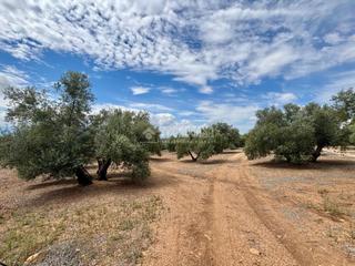 Finca rústica a Úbeda. Terrenos en venta en úbeda
