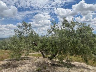 Finca rústica a Torreperogil. Terrenos en venta en úbeda