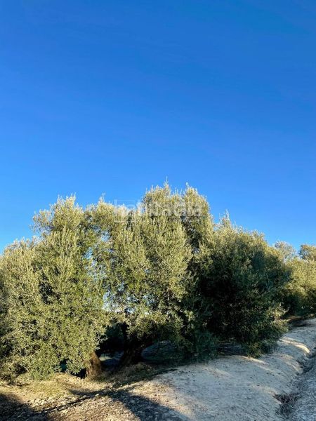 Foto 25741a2c-85ac-418f-8320-5aee5474557d. Finca rústica terrenos en venta en Úbeda