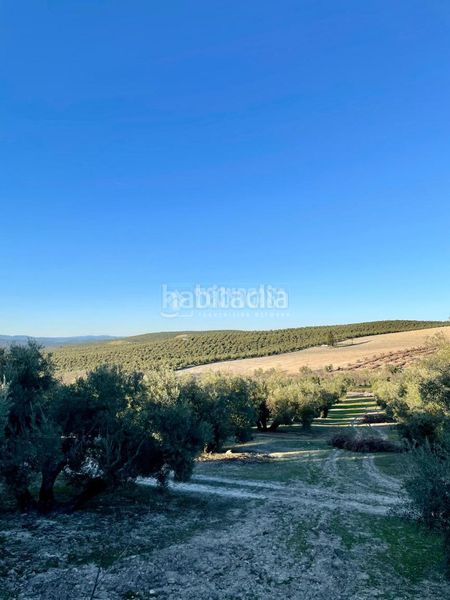 Foto 68892c08-a00a-4267-bdc0-20905669966a. Finca rústica terrenos en venta en Úbeda