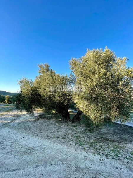 Foto 87b07950-597e-4e39-98de-539139227c68. Finca rústica terrenos en venta en Úbeda