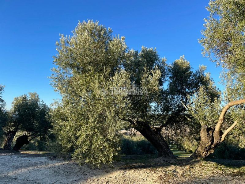 Foto a03c328f-02cc-4376-8e20-e1989fe1dd99. Finca rústica terrenos en venta en Úbeda