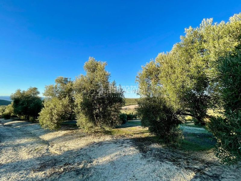 Foto a38a7add-5363-401e-823d-a62609919e54. Finca rústica terrenos en venta en Úbeda