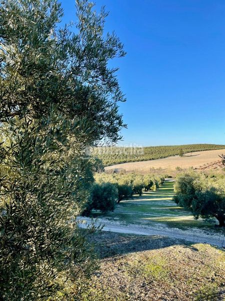 Foto c9d0e242-d6a4-47c6-9be8-d810eb290076. Finca rústica terrenos en venta en Úbeda