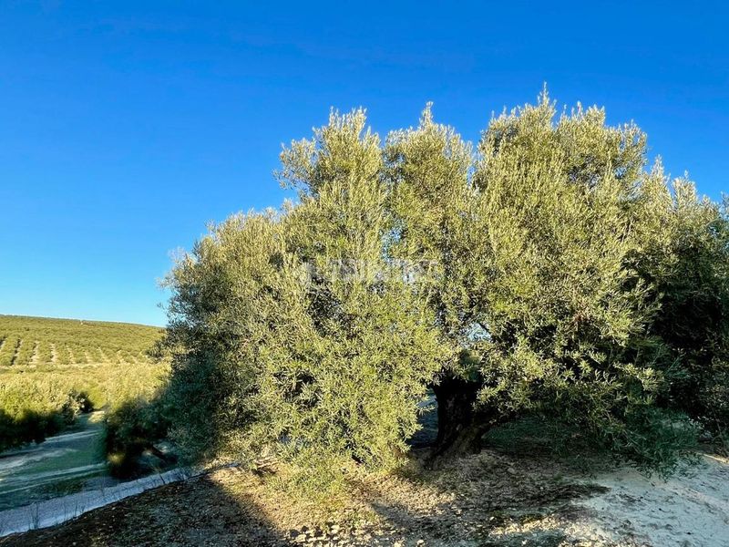 Foto fccdb8ef-f6c4-4aa7-a30a-9341d3deb9a6. Finca rústica terrenos en venta en Úbeda
