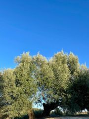 Finca rústica en Úbeda. Terrenos en venta en úbeda