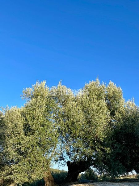 Foto ff00487a-38b6-4215-bbe7-aaa5e6277f25. Finca rústica terrenos en venta en Úbeda