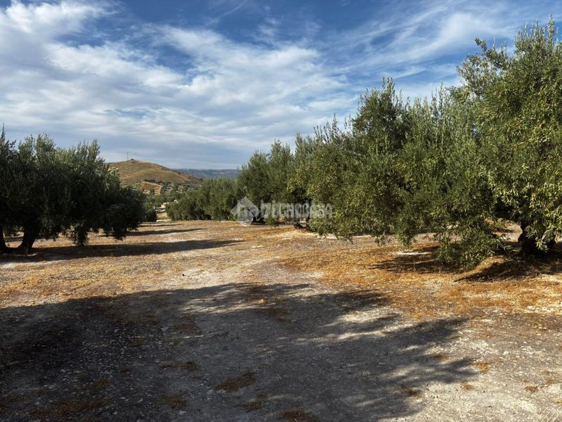 Foto 84f732ea-ae3e-4cb0-abd6-726e58a558d7. Finca rústica a Jódar