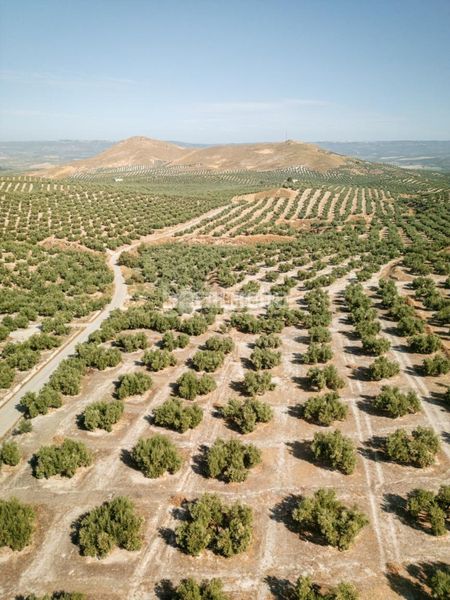 Foto cbb849a1-024d-4cda-863f-7c5eb67f2ff7. Finca rústica a Jódar