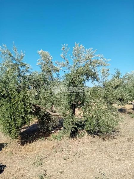 Foto 20581916-d3f2-4569-9948-7430be54c597. Finca rústica a Úbeda