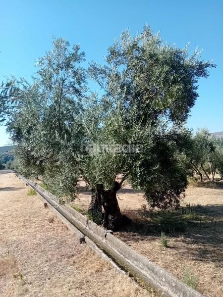 Foto 76639e08-5534-4601-b482-fd672d7fd5d3. Finca rústica a Úbeda
