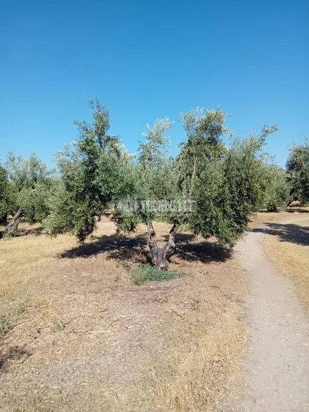 Foto a35f63f5-9780-4106-8c7a-2fe8fdc3d7a9. Finca rústica a Úbeda