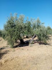 Rural plot in Úbeda. Terrenos en venta en úbeda