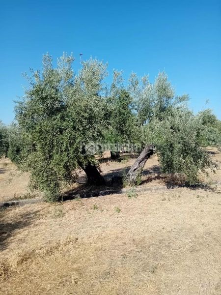 Foto aa12ab13-5d2d-4123-b4a5-0db3101e0322. Finca rústica a Úbeda