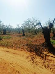 Masia a Sanlúcar la Mayor. Finca rúst. en venta en ferrocarril.