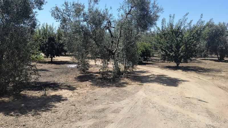 Foto bf779972-aef7-4d2f-a8a8-bd10252e3477. Masía finca rúst. en venta , 2 dormitorios. en Benacazón