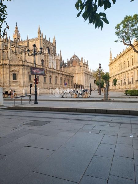 Foto b3c5a861-4d14-458f-bc51-ef1eb677cdc2. Pis a Alfalfa - Santa Cruz Sevilla