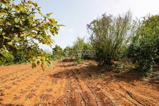 Finca rústica en Campo de Golf - Agua García - Juan Fernández. Terrenos en venta en tacoronte