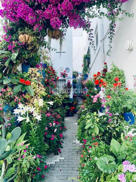Foto 745aeeb9-b045-4f6c-a83d-15307d3d5ca8. Finca rústica a Roche Conil de la Frontera