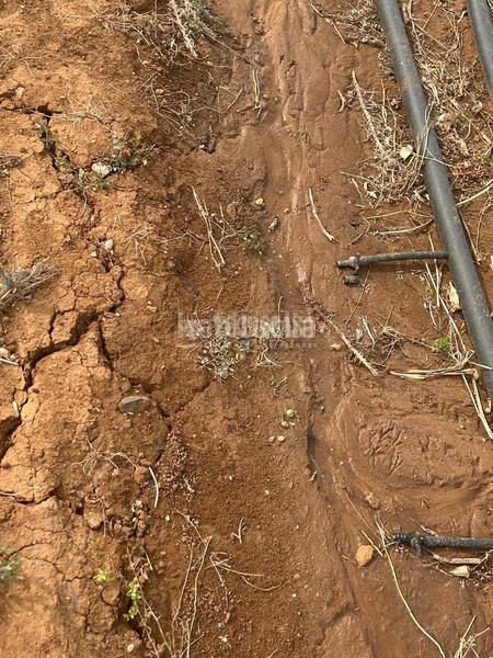 Foto f45a5d85-c51e-45a8-bc8f-be68f4c8cad6. Finca rústica a Barrio Nuevo Conil de la Frontera