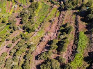 Finca rústica a La Vega - El Amparo - Cueva del Viento. Terrenos en venta en icod de los vinos