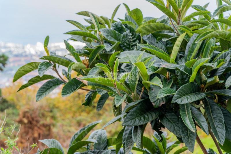 Foto 2b59932f-e53b-4761-9a0e-8d69e005a9d9. Finca rústica a El Bebedero - Pinolere - Aguamansa Orotava (La)