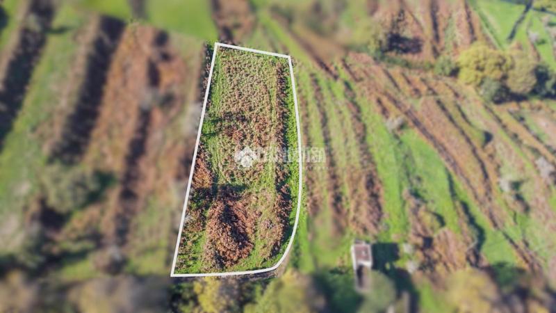 Foto 6a676dfa-8b16-4e56-a5b6-8e10aa4b8b68. Finca rústica a Centro Orotava (La)