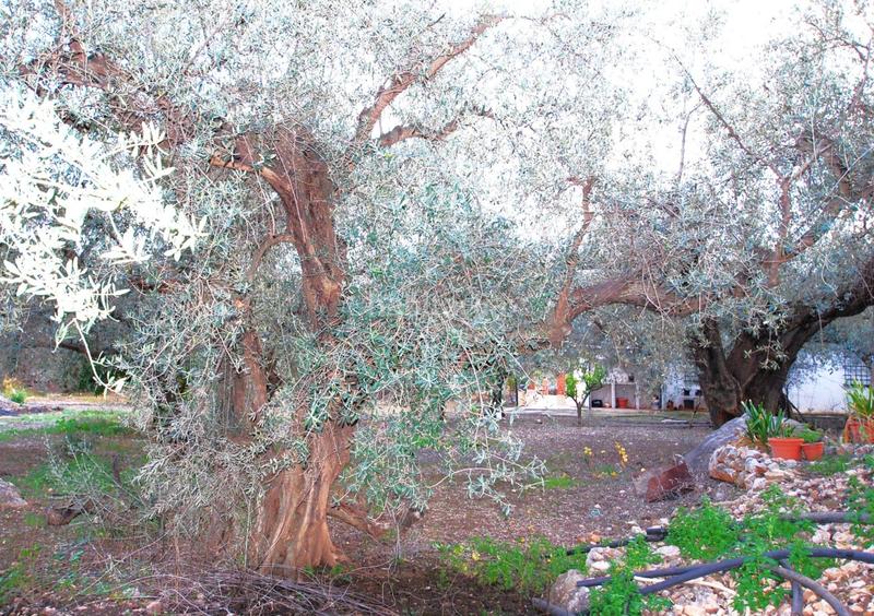 Foto ecd56fb1-5aad-4a5b-9751-3f7105e4b569. Haus mit parking in Periana