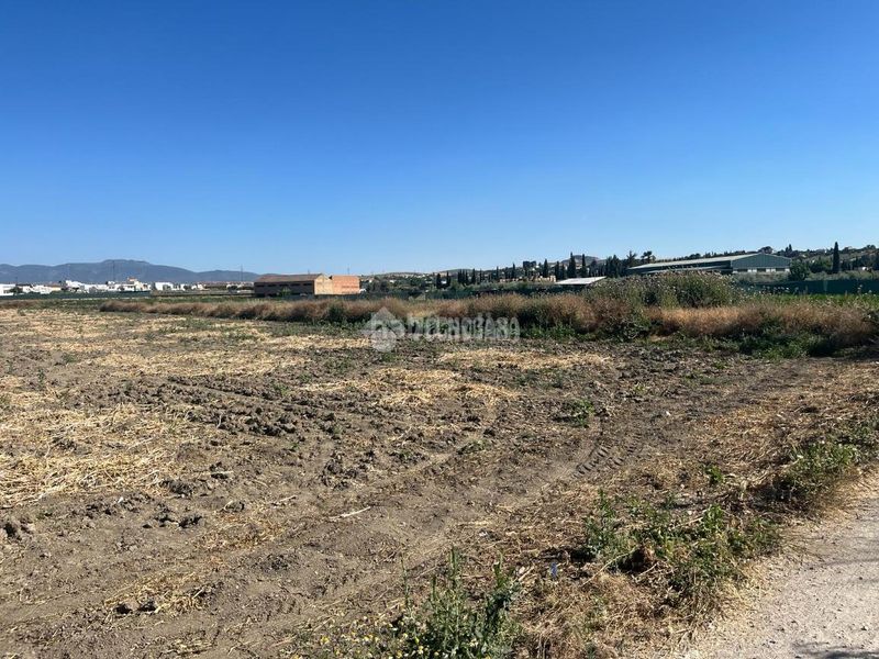 Foto c5b4d5b4-5869-4a83-a534-6e721b1bff15. Finca rústica a Cúllar Vega