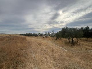Finca rústica a Belicena. Terrenos en venta en vegas del genil