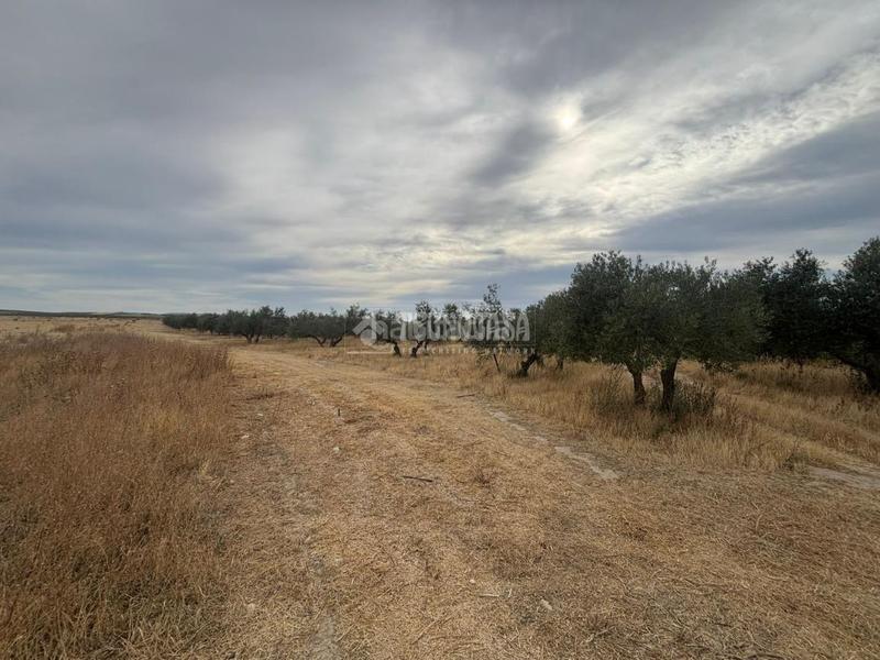 Foto 3d698a6f-dabd-4097-9fa8-4796a43391e1. Fondo rustico in Belicena Vegas del Genil