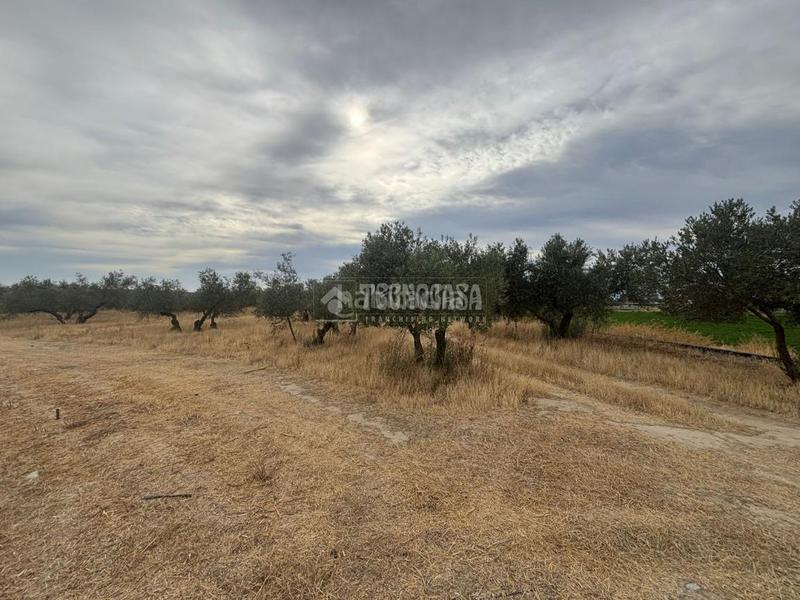 Foto 6e8bf37d-b4d0-4f4e-bf05-371e076e4db3. Fondo rustico in Belicena Vegas del Genil