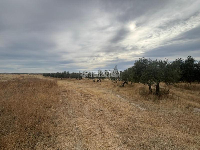 Foto 7ad6432b-150f-4fef-81aa-05d33daed7bb. Fondo rustico in Belicena Vegas del Genil