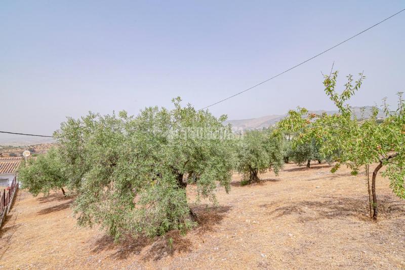 Foto 01551689-cb1f-480b-8461-cab85739d1cc. Finca rústica terrenos en venta en Fargue Granada