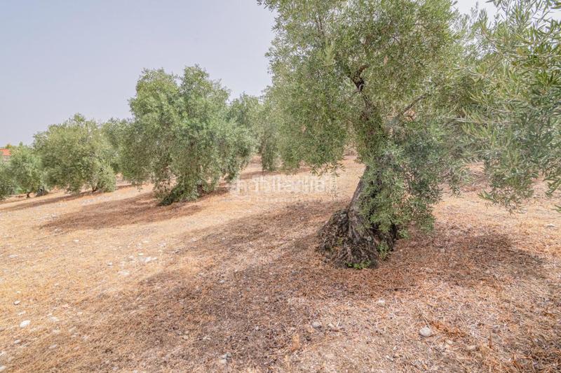 Foto 6e885d70-fd96-4189-ad08-973dc08e320a. Finca rústica terrenos en venta en Fargue Granada