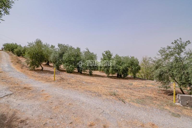 Foto 8246ef7b-73a8-44b1-a5a4-3cc5d02102fa. Finca rústica terrenos en venta en Fargue Granada