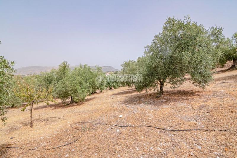 Foto 94b72b63-a8dc-4754-ba65-a41557837e82. Finca rústica terrenos en venta en Fargue Granada