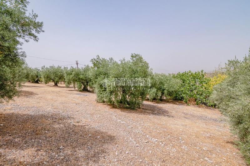 Foto 98337acc-4b1c-4b15-8683-85a2011df152. Finca rústica terrenos en venta en Fargue Granada